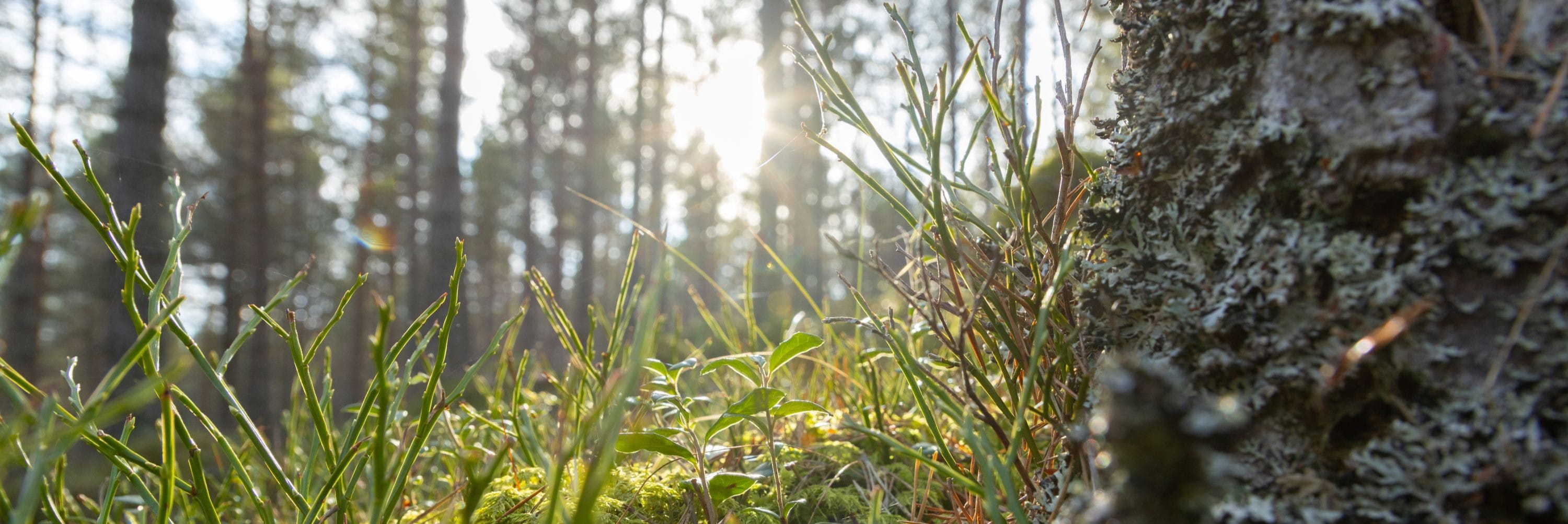 A forest floor with tree trunks, grass, moss and the sun peeking through distant trees
