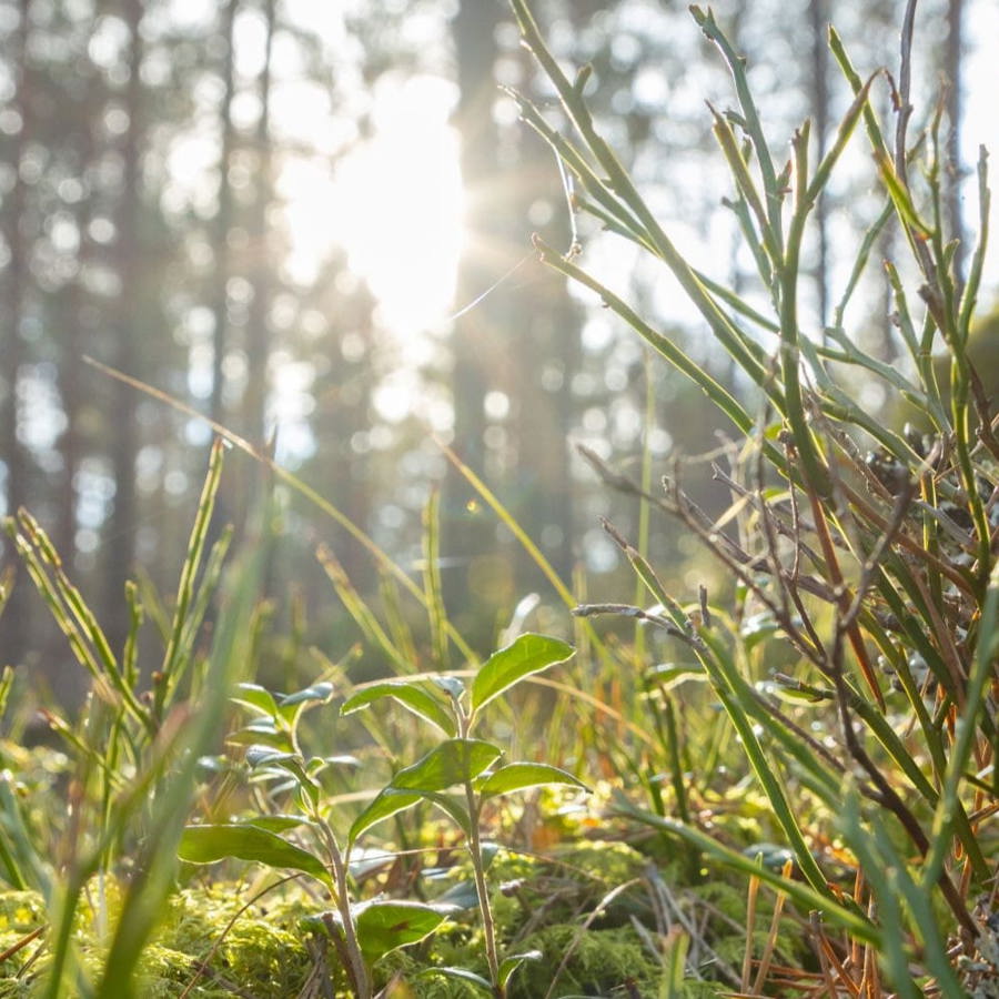 A forest floor with tree trunks, grass, moss and the sun peeking through distant trees