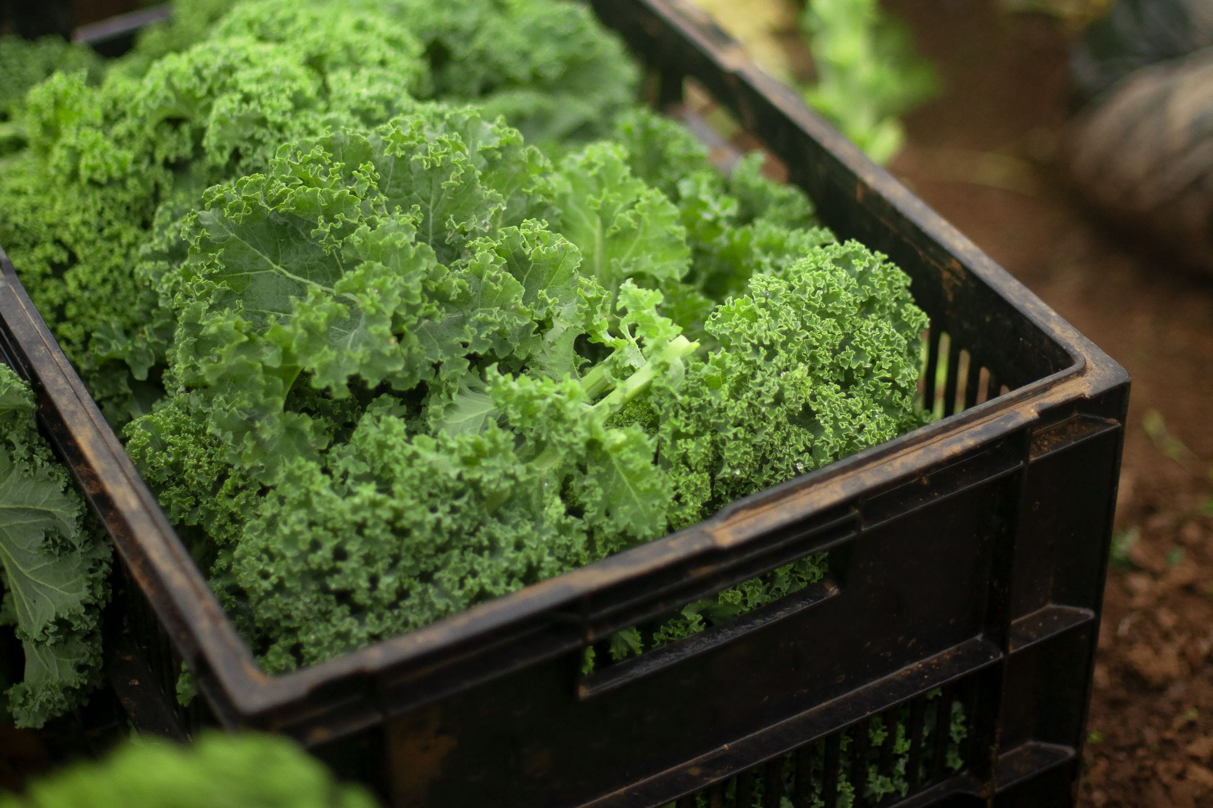 crates_of_kale_riverford_farm_devon_hero_organic_tara_greifenberg_19.11.21.jpg