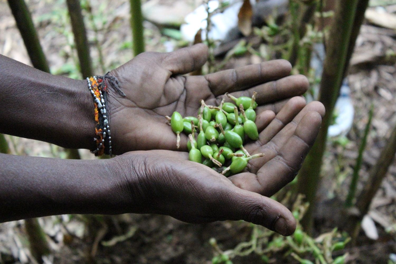 cardamom_content_organic_sri_lanka__08.07.2018.jpg