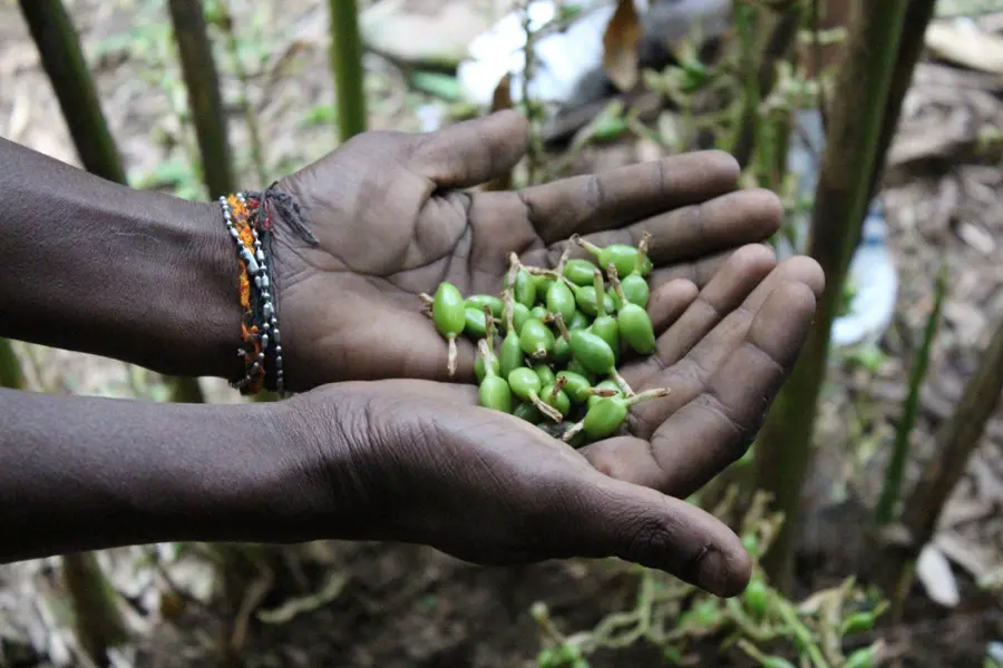 Hands holding fresh cardamom pods