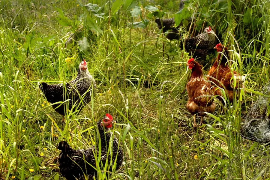 Hens in long grasses