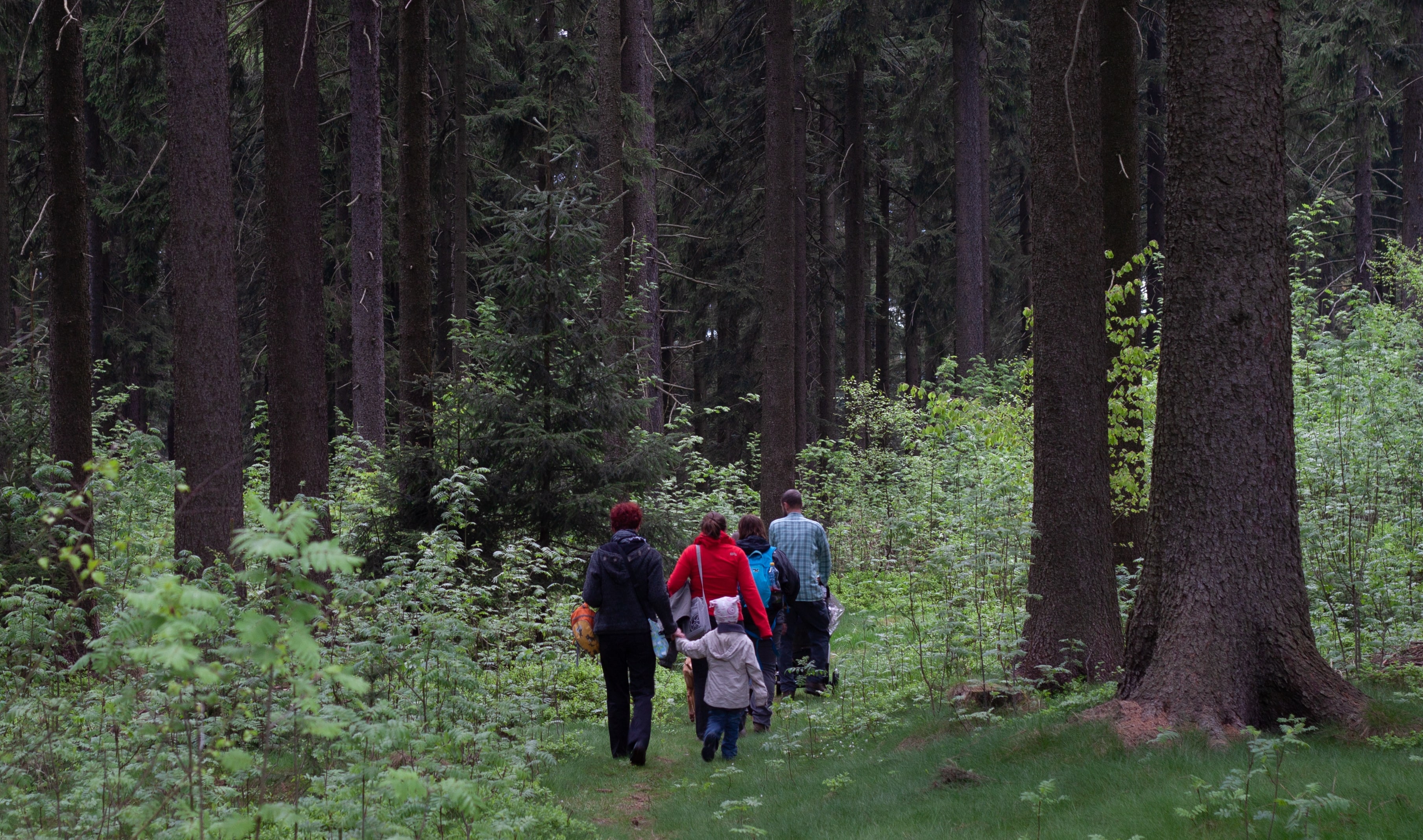 Regenerative forestry