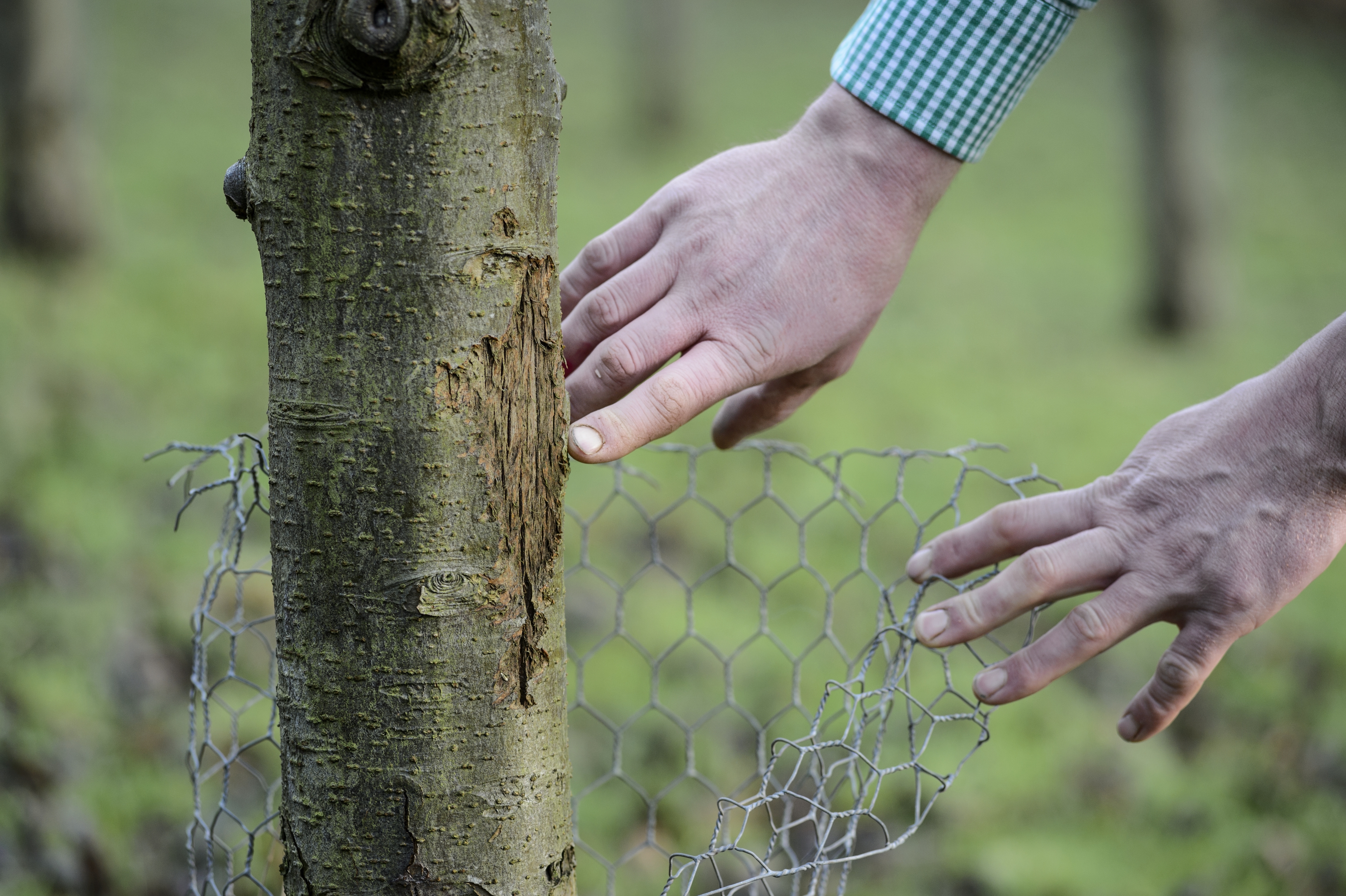 shropshire-sheep-tree-wire
