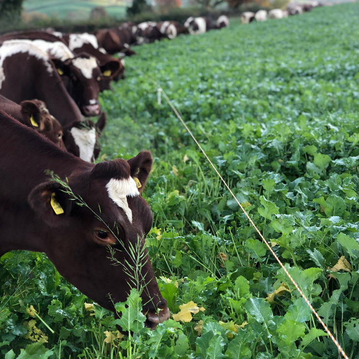 cow_feeding_on_grass_james_robinson_strickley_farm_organic
