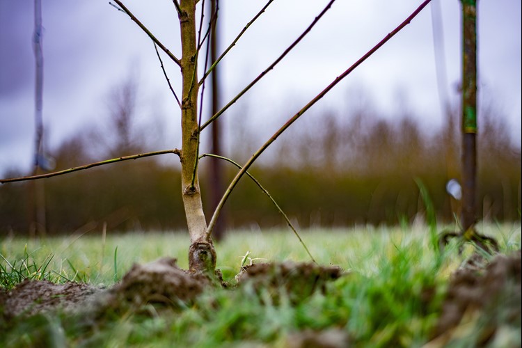 Eastbrook Newly Planted Trees