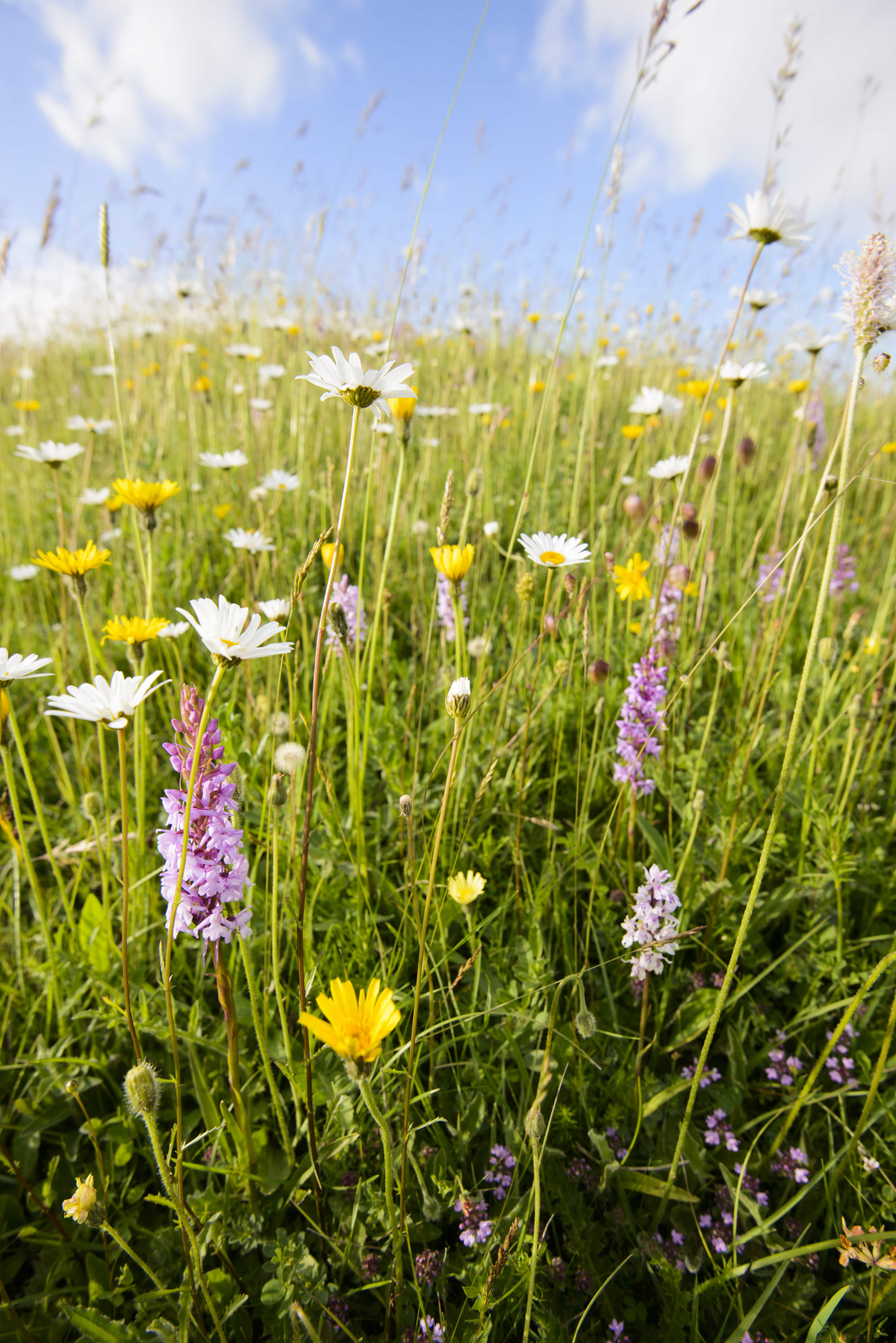 wildflowers-tall