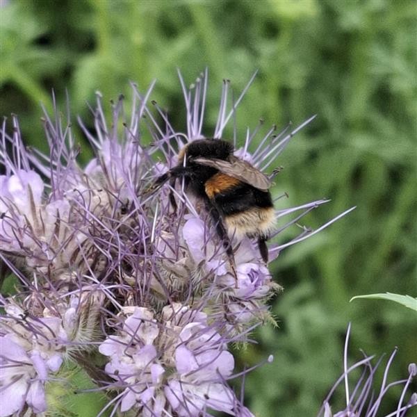 A bumble bee on a phacelia flower