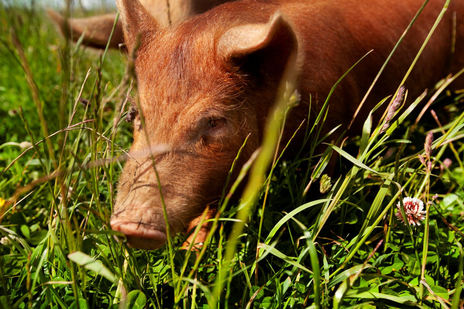 A pig rooting through long grasses