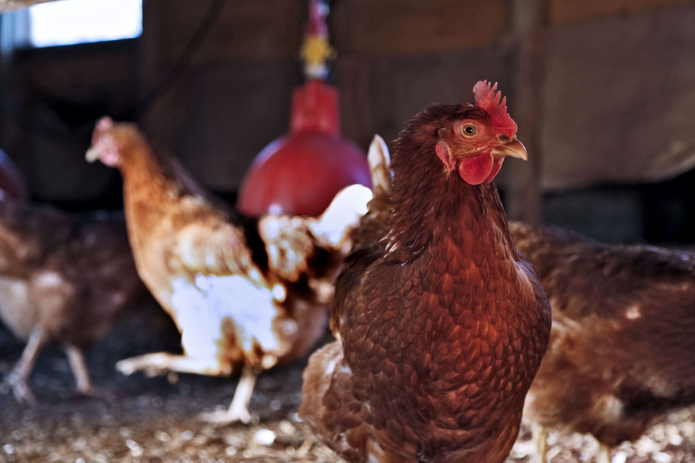 Hens under cover