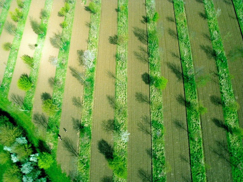 Birdseye view of field with alternating strips of trees and short mown crops. 