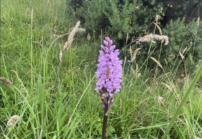Purple orchid amongst long grass.