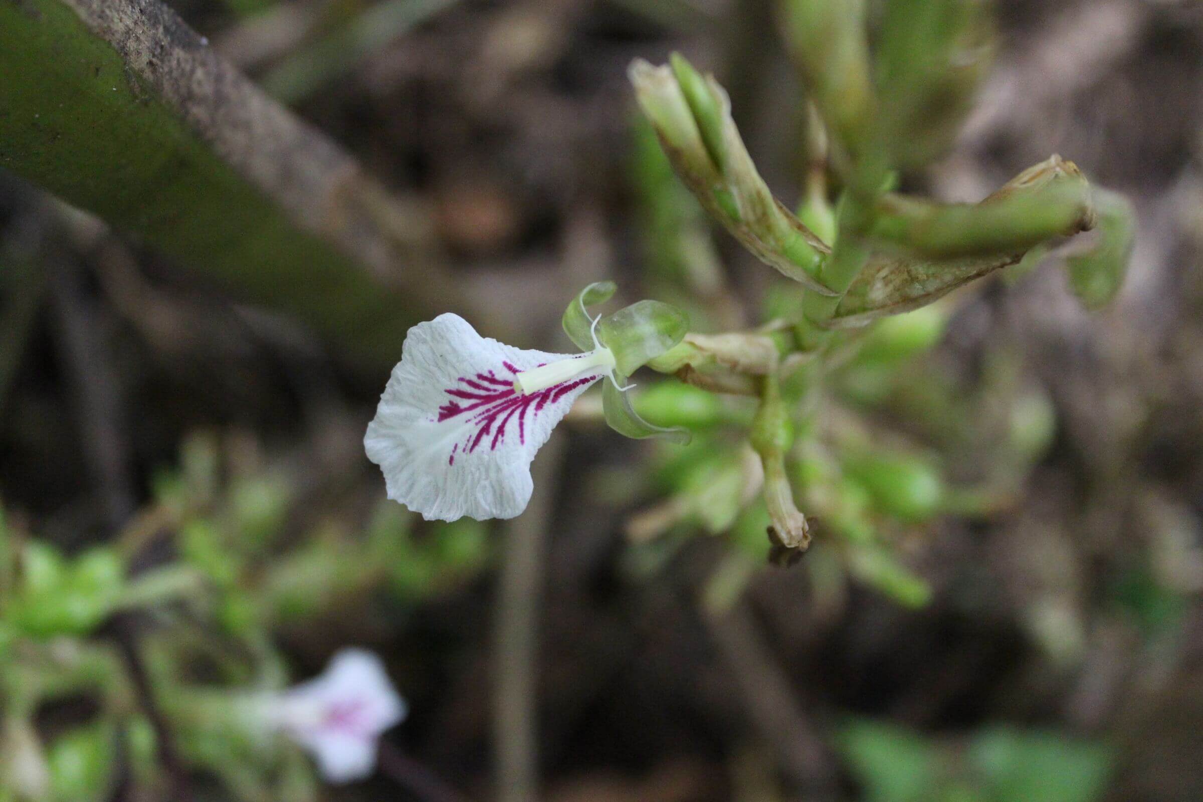 A white petal with purple veins growing from a woody stem
