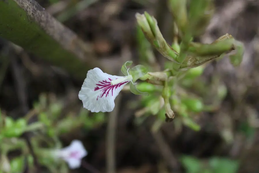 A white petal with purple veins growing from a woody stem