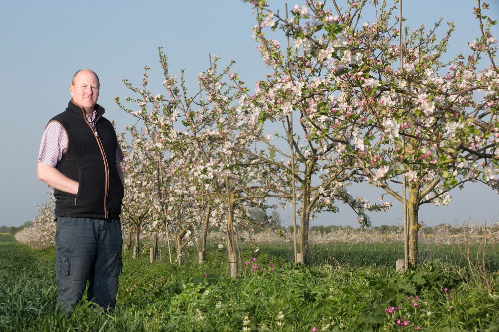 stephen-briggs-apple-tree