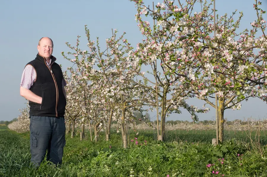 stephen-briggs-apple-tree