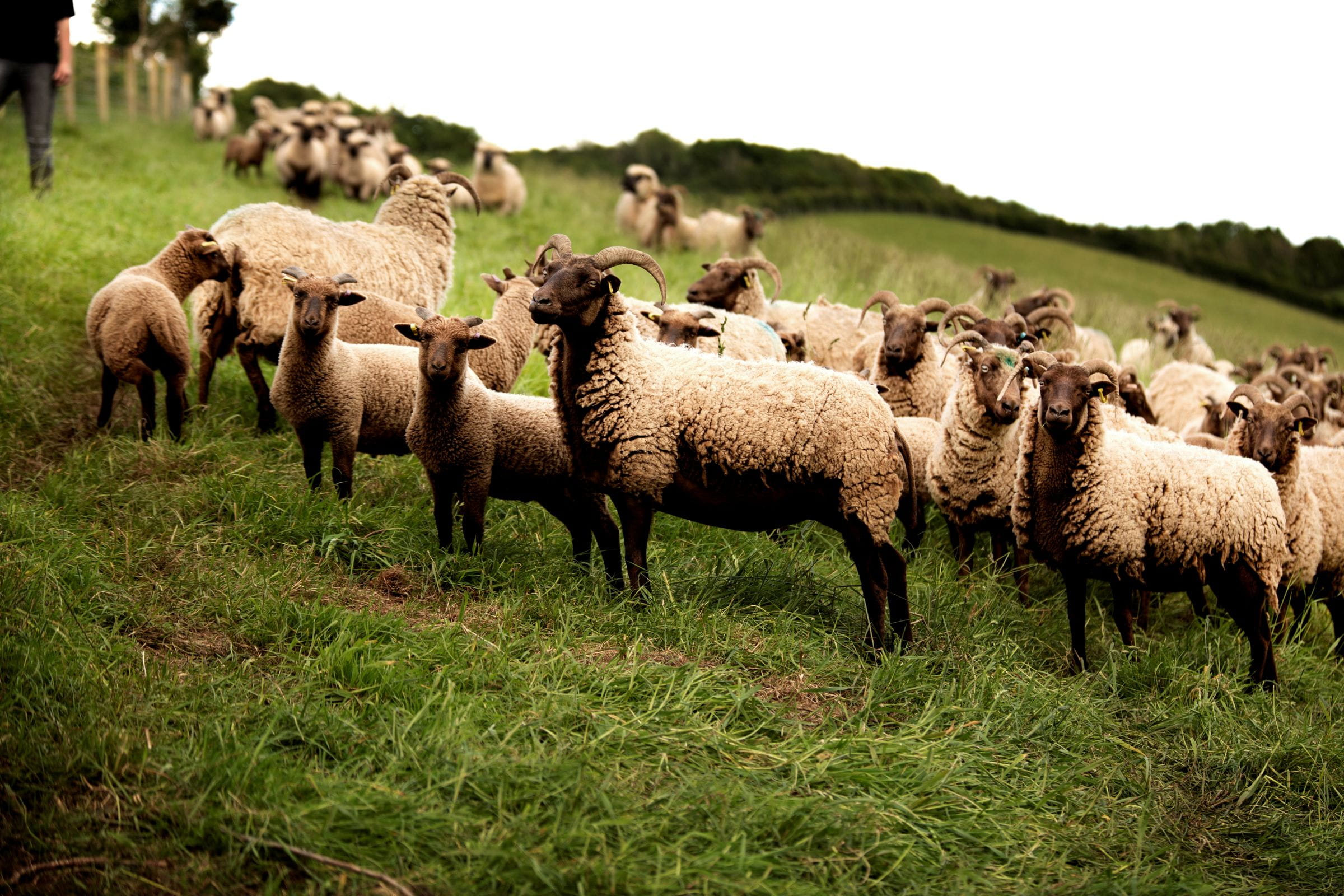 A flock of sheep on a slope
