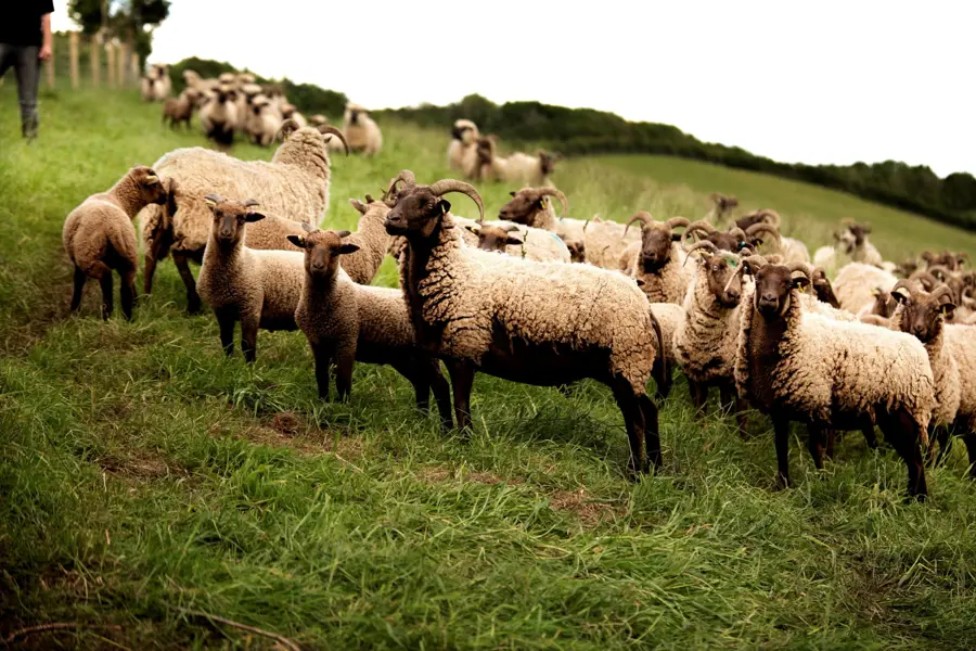 A flock of sheep on a slope