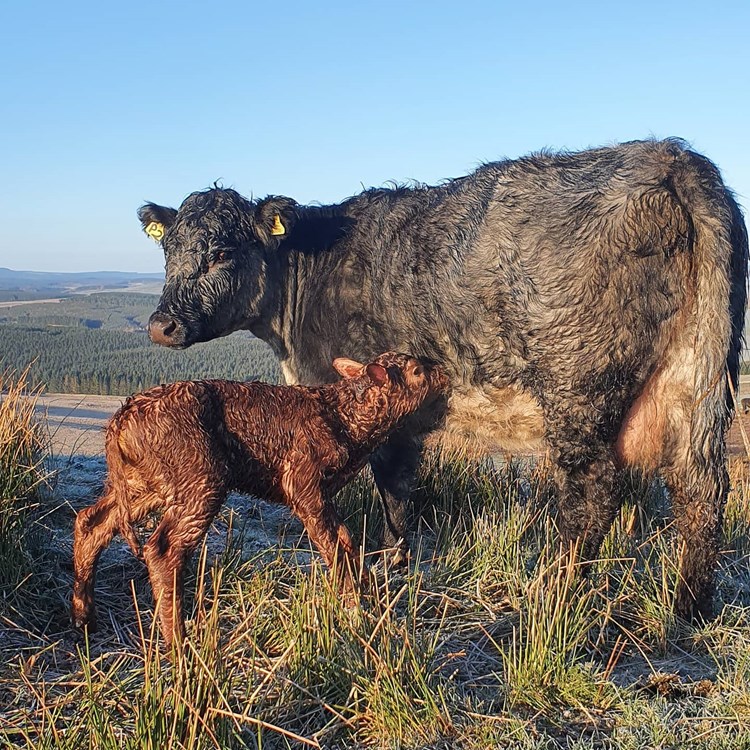 cow-and-calf-anderson-organics.jpg (3)