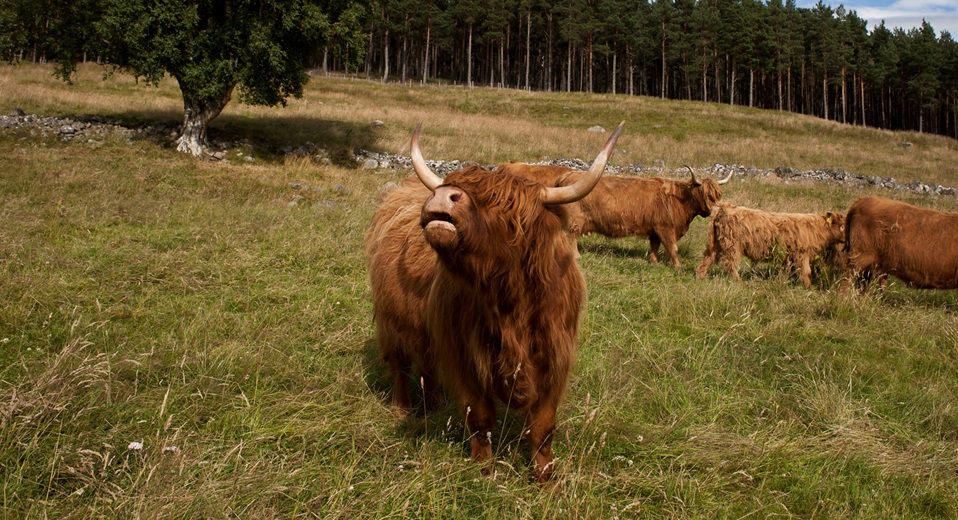 culfoich-farm-highland-cows_scotland