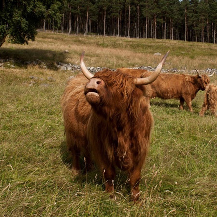 culfoich-farm-highland-cows_scotland