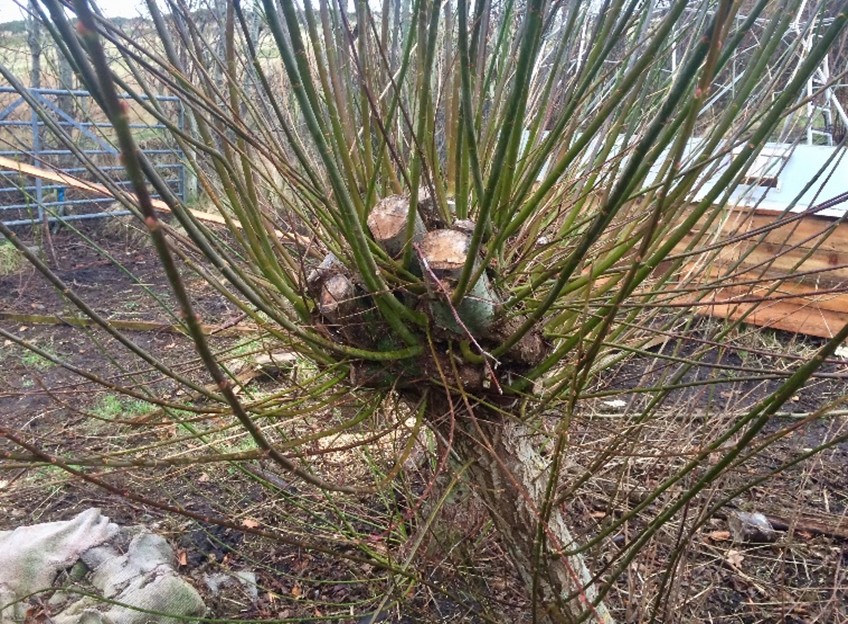 cs-coppicing-wild-croft2
