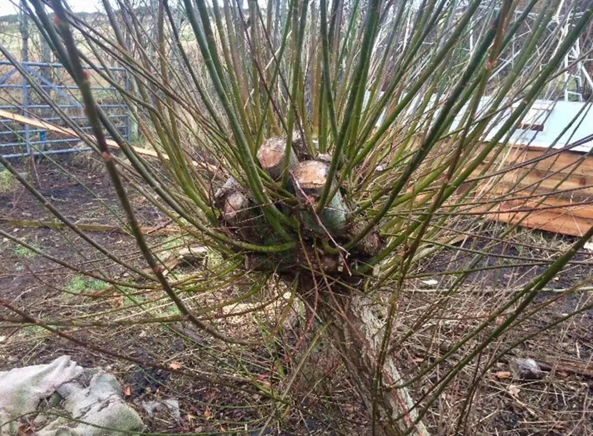 cs-coppicing-wild-croft2