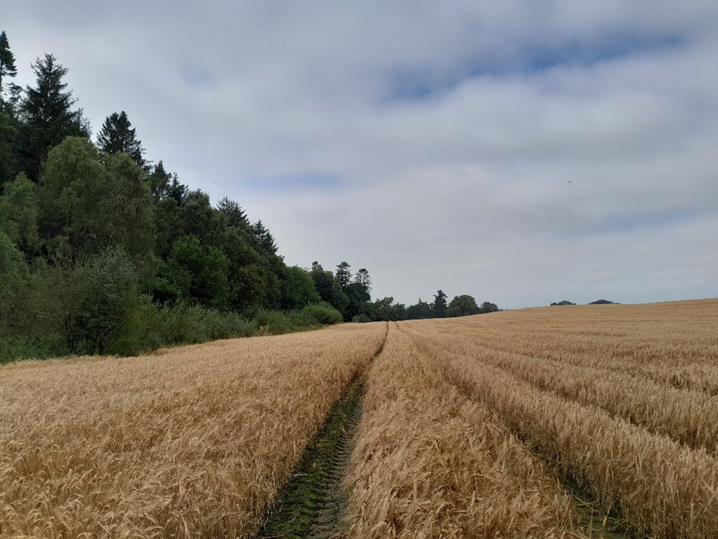 crop-field-natural-capital_non-organic