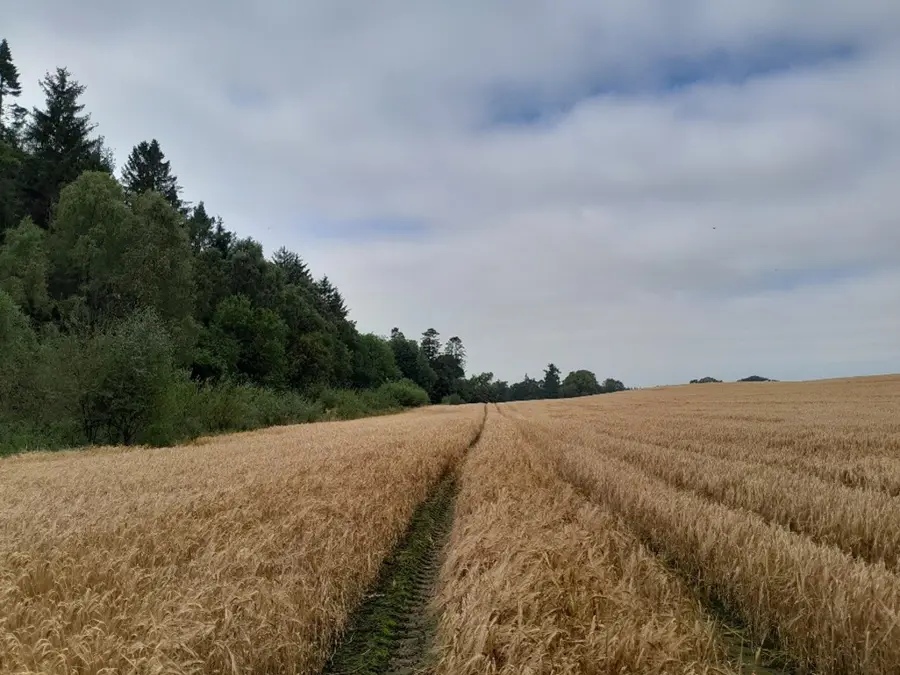 crop-field-natural-capital_non-organic