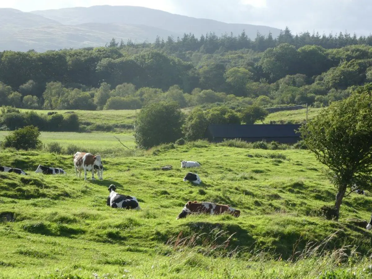 cream-o-galloway-cows