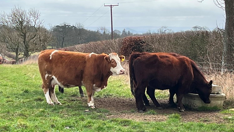 Two large brown and white Balcaskie cows.