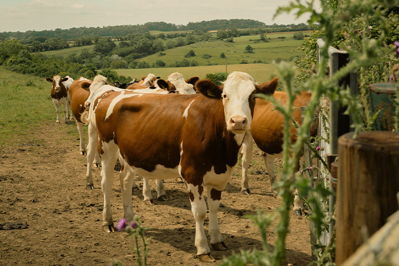 cows-at-godminster-dairy_conent_organic_england