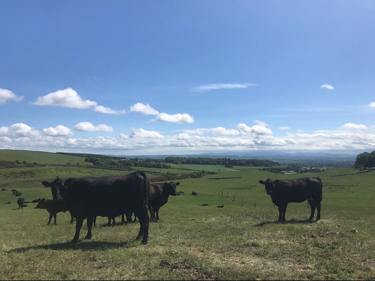 Livestock grazing at Peelham Farm