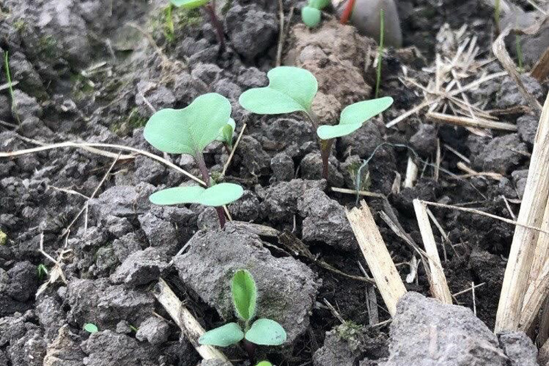 Seedlings emerging from clumps of soil. 