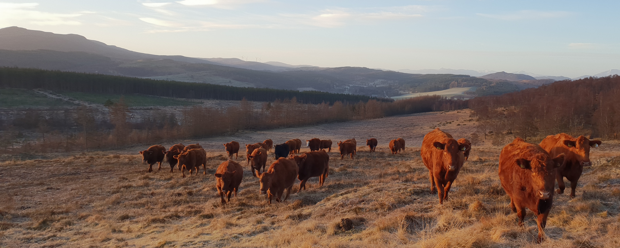 farming-full-width-cows