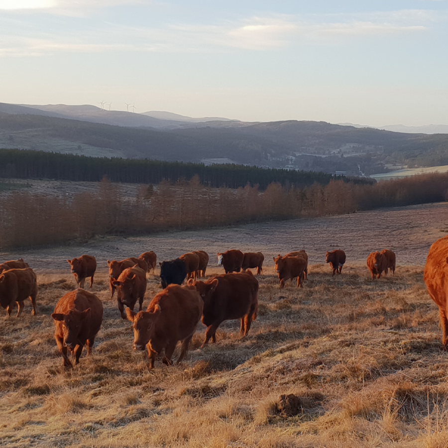 farming-full-width-cows