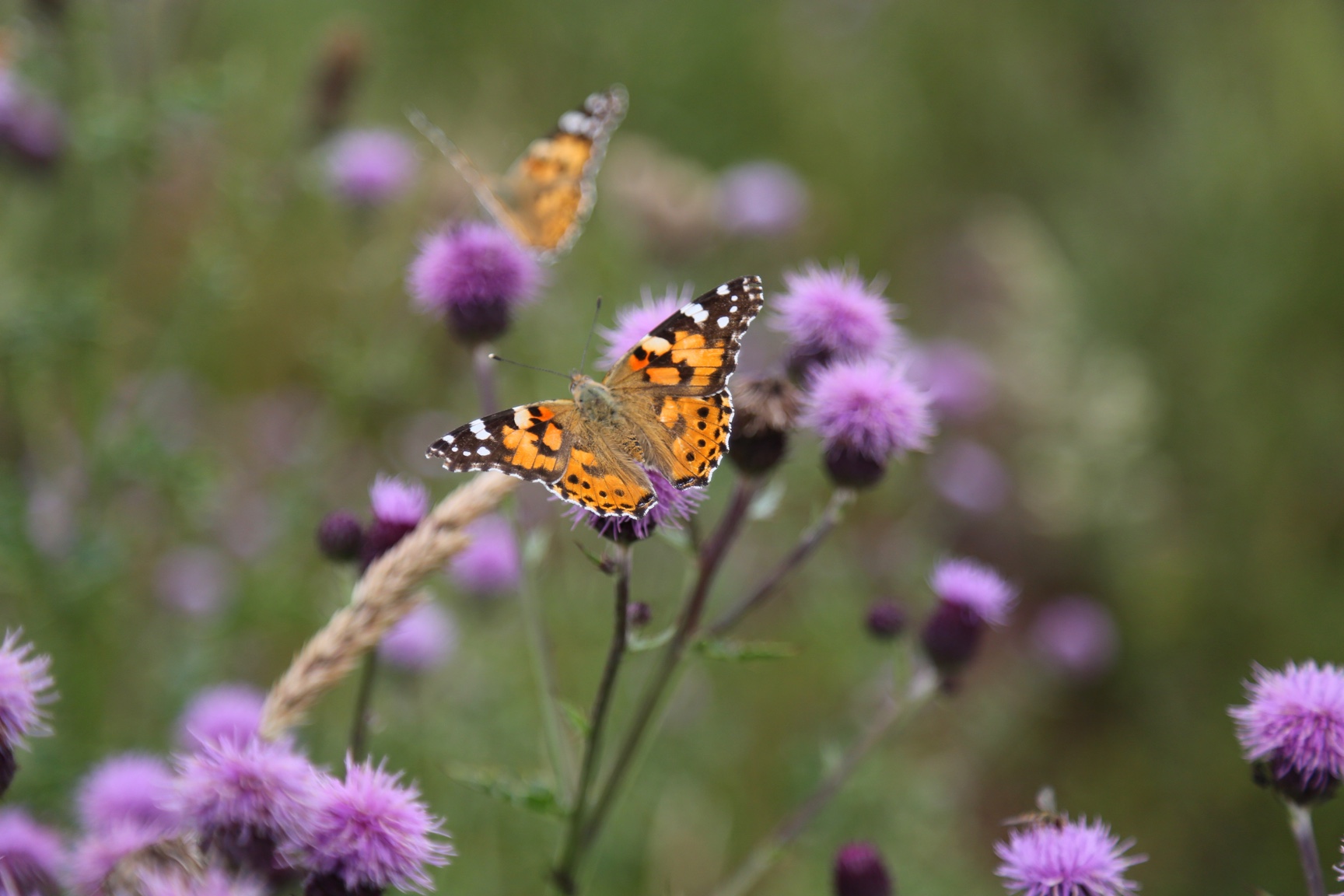 Orange and black painted lady butterfly sitting on purple thistle. 