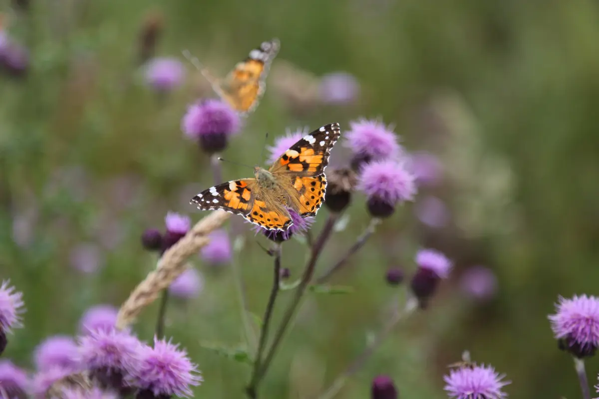 Orange and black painted lady butterfly sitting on purple thistle. 