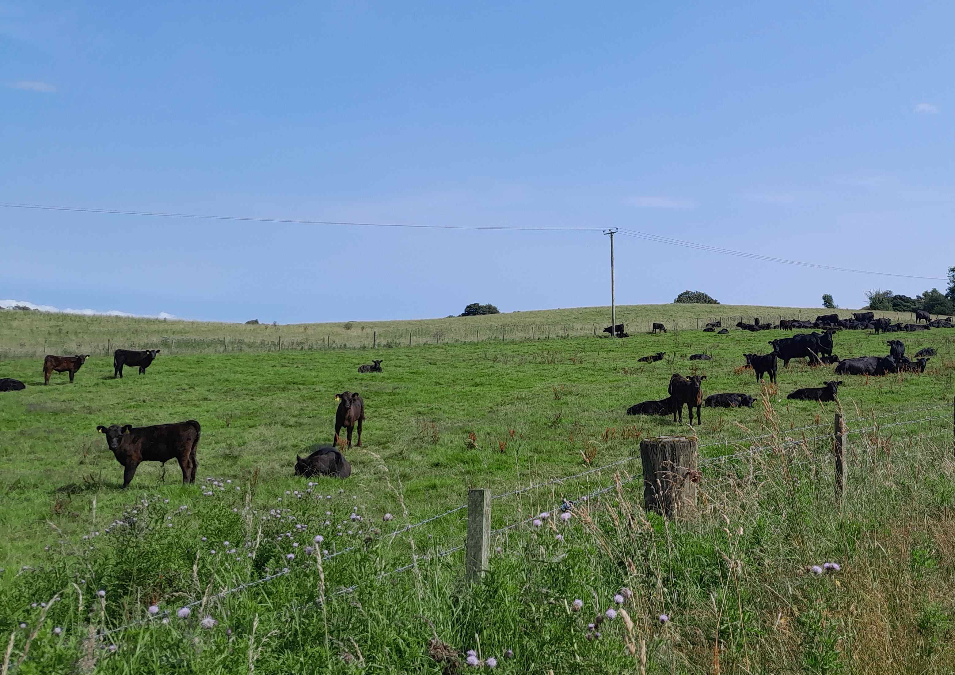 charles-ekin-black-angus_scotland