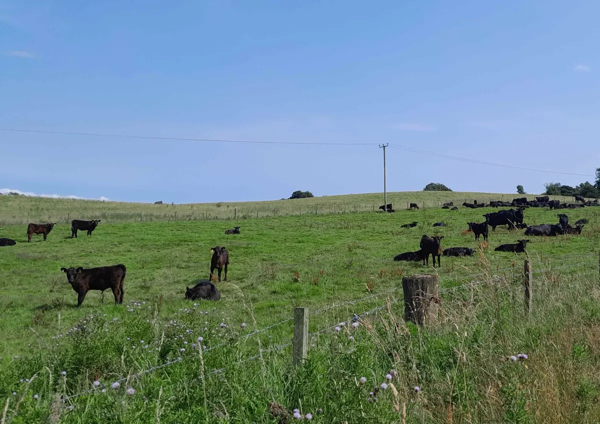 charles-ekin-black-angus_scotland
