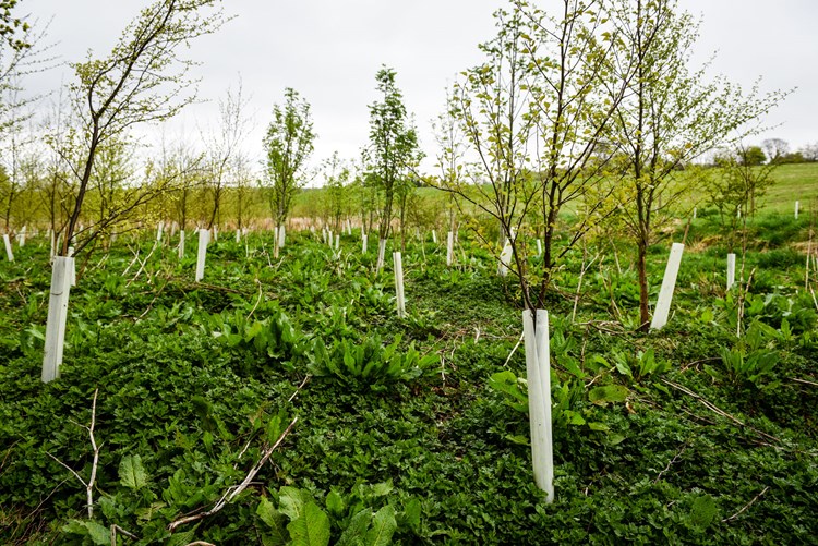 Saplings_with_tree_guards_content_non-organic