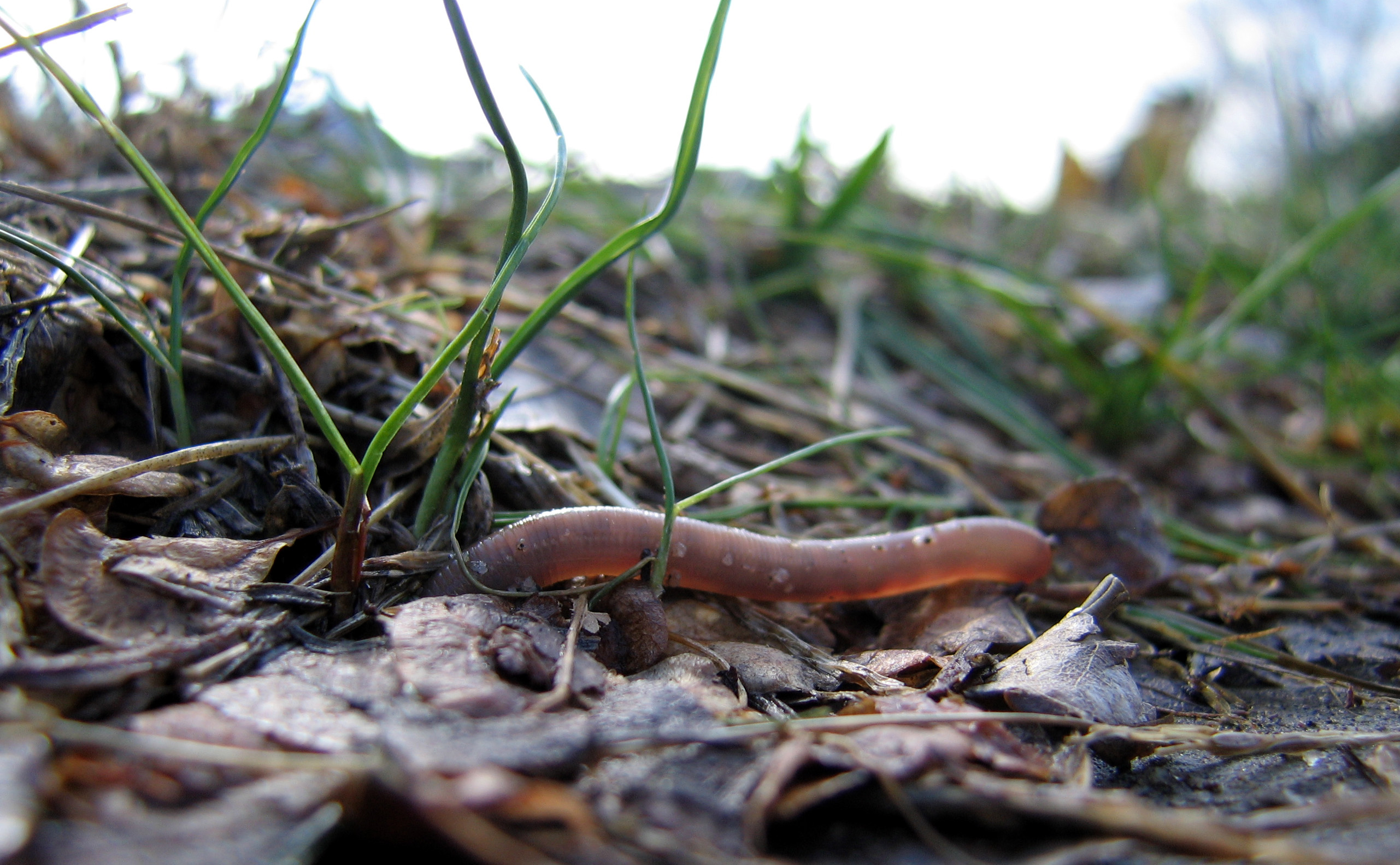 earthworm_dives_into_soil_non_organic (1)