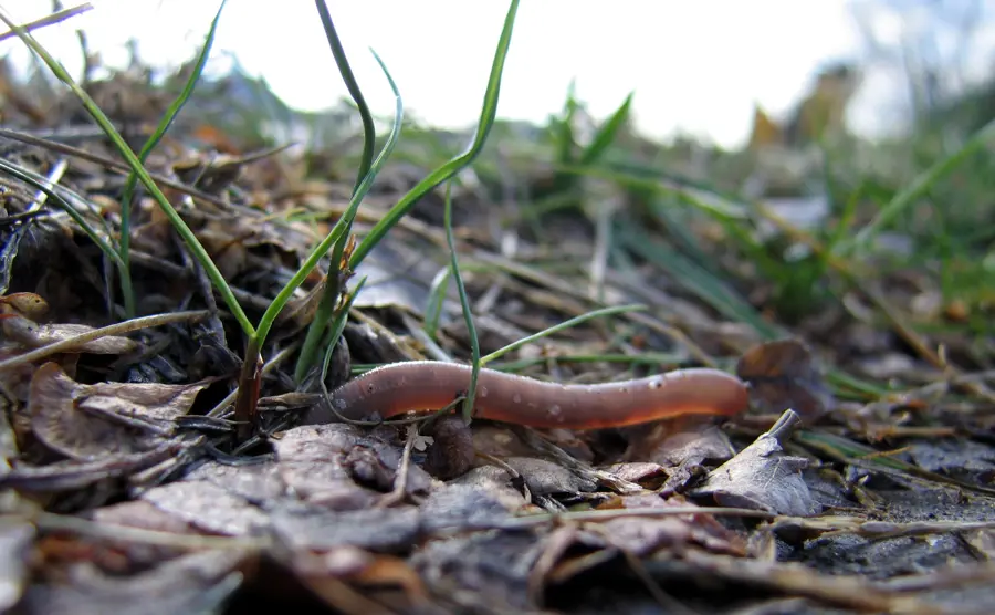 earthworm_dives_into_soil_non_organic (1)