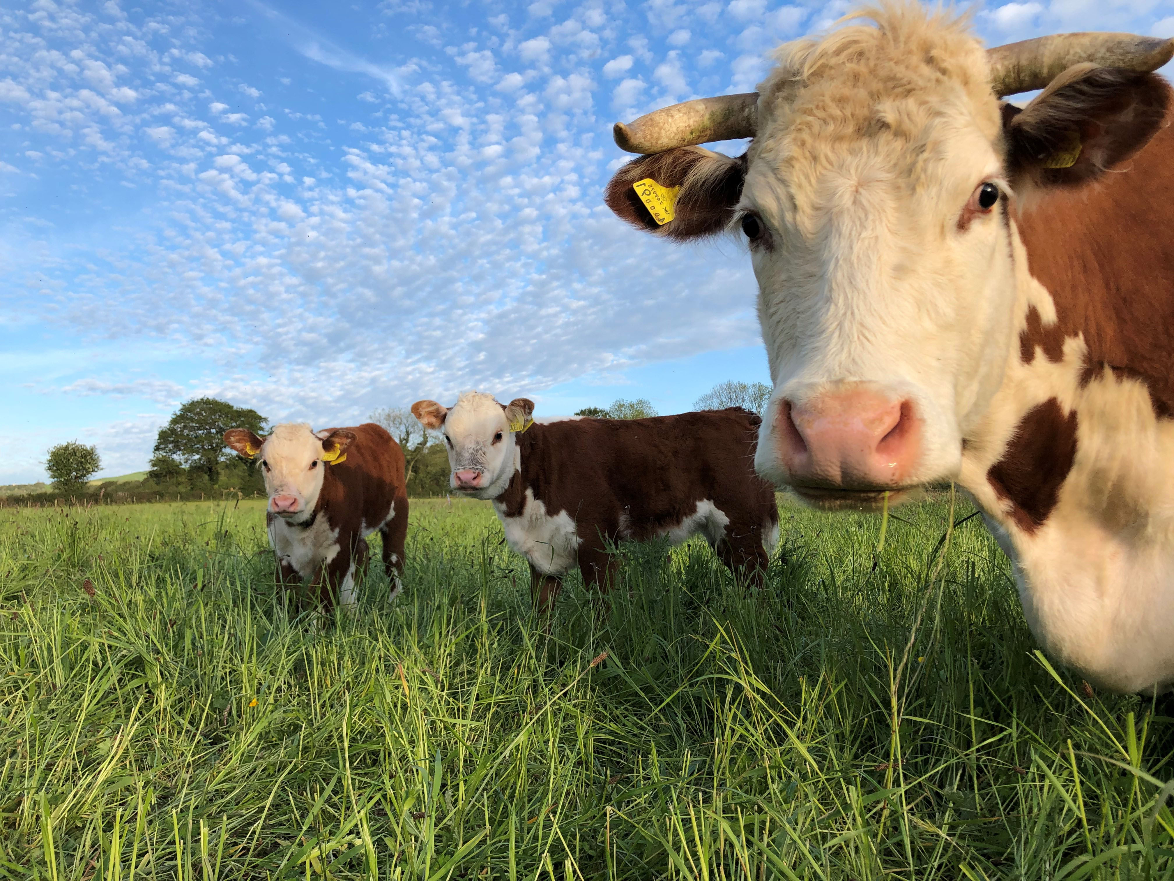 brown-calfs-in-field