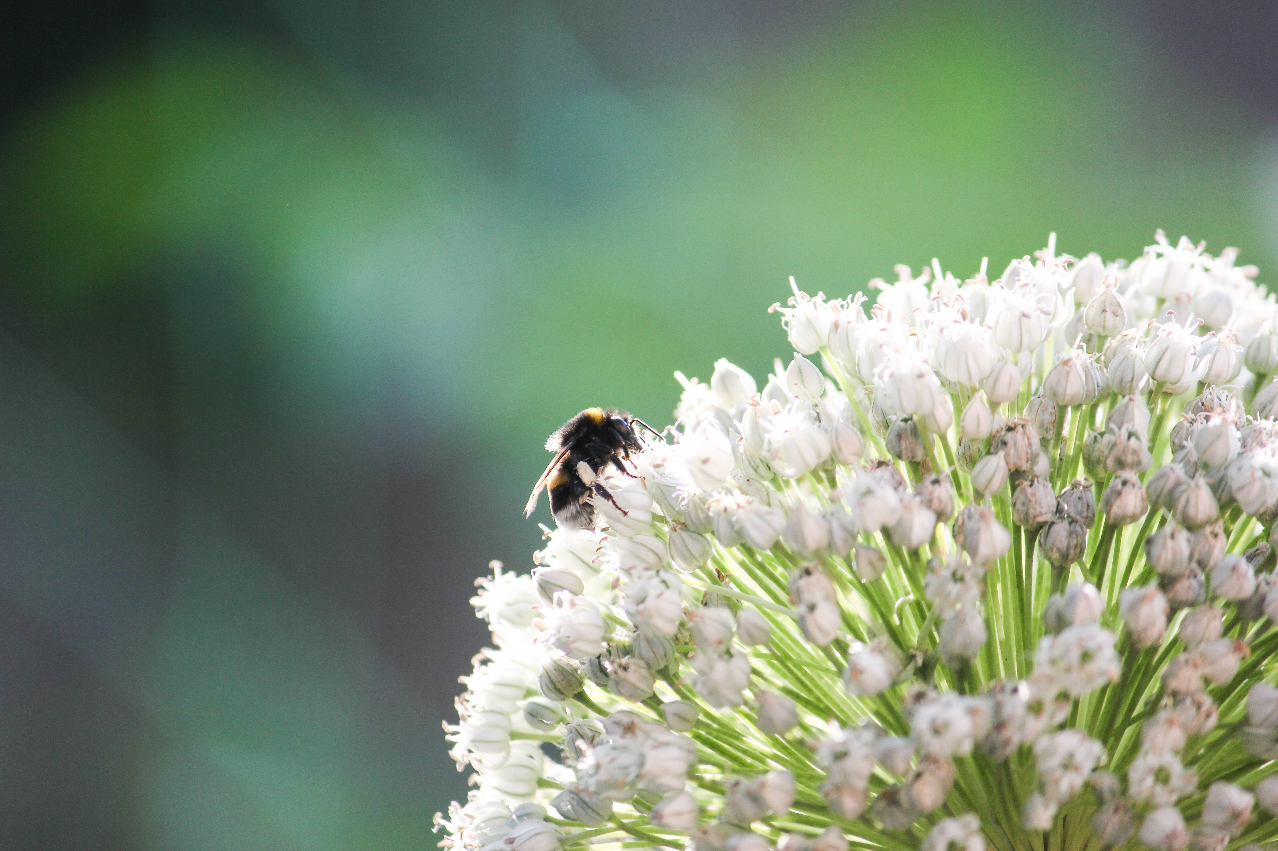 bee-and-round-budded-flower