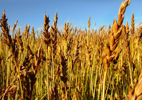 cover-crop-winter-rye