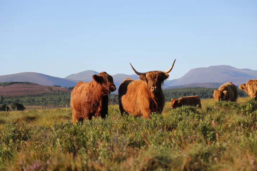 highland-cattle-in-field-hills