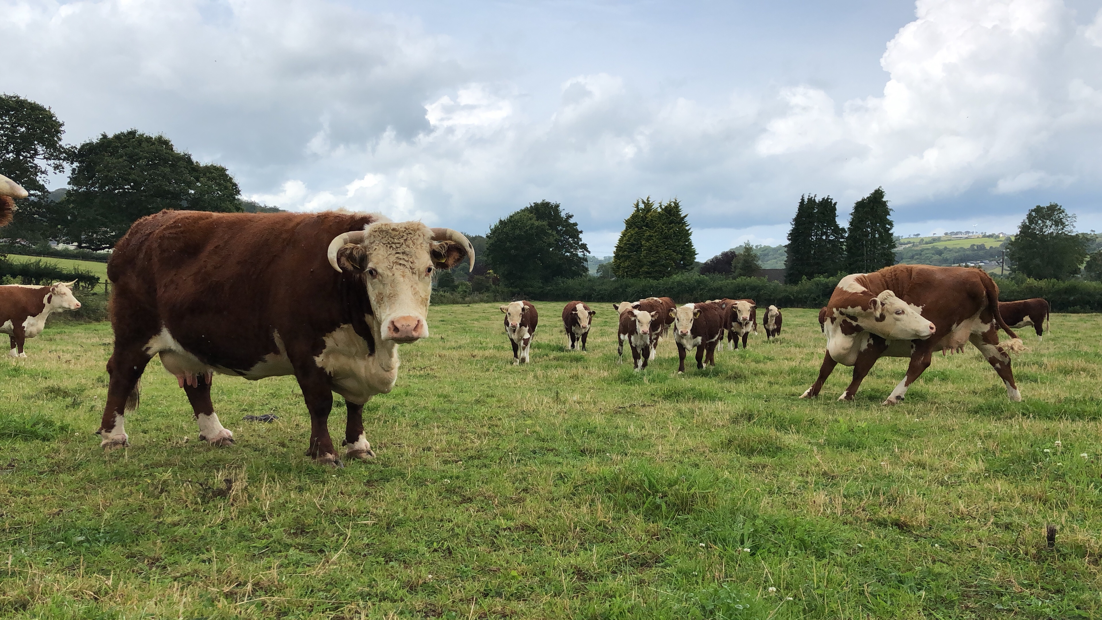 TreberffedFarm-HerefordCalves3.JPG