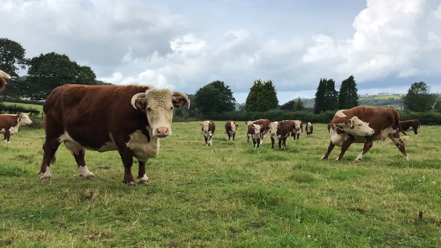TreberffedFarm-HerefordCalves3.JPG